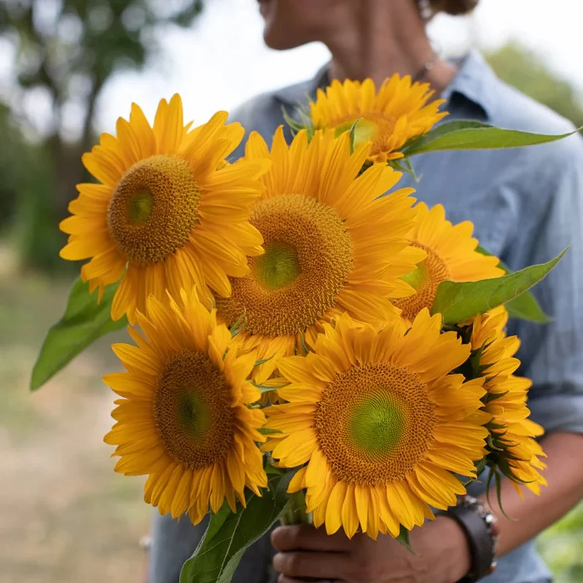 Соняшник ‘Sunrich Gold’ F1 (Helianthus annuus)