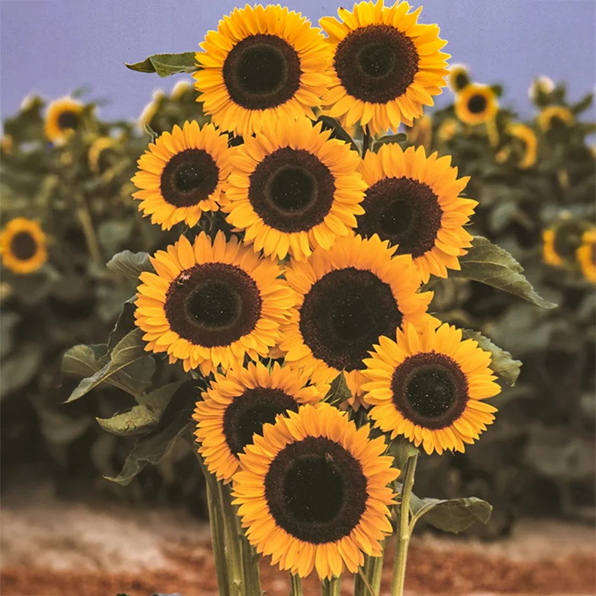 Соняшник ‘Tiffany’ F1 (Helianthus annuus)