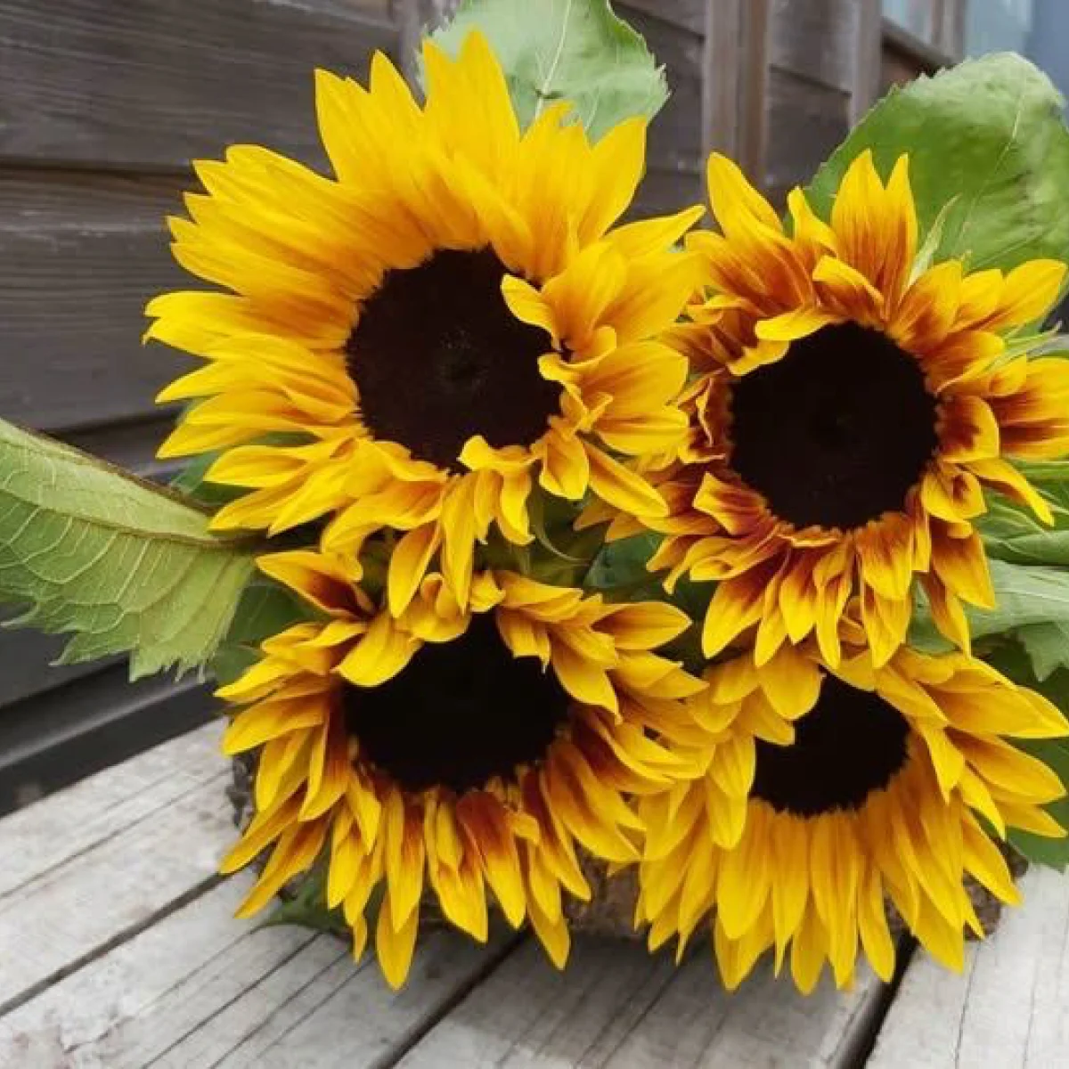 Соняшник ‘Ziggy’ F1 (Helianthus annuus)