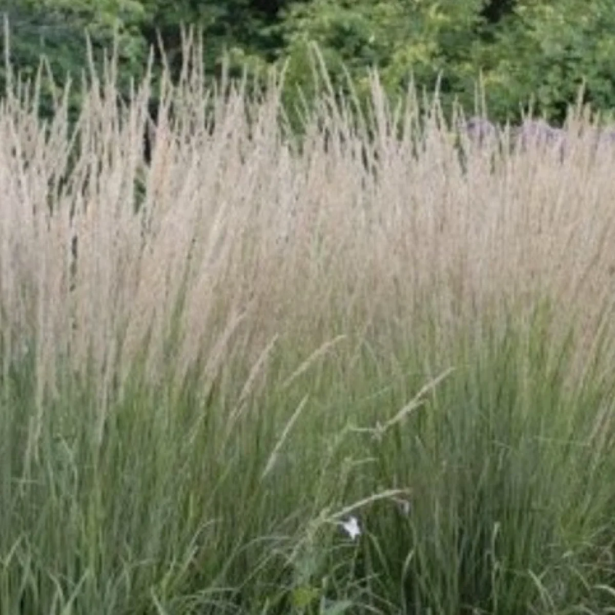 Соргаструм ‘Indian Steel’ (Sorghastrum nutans)
