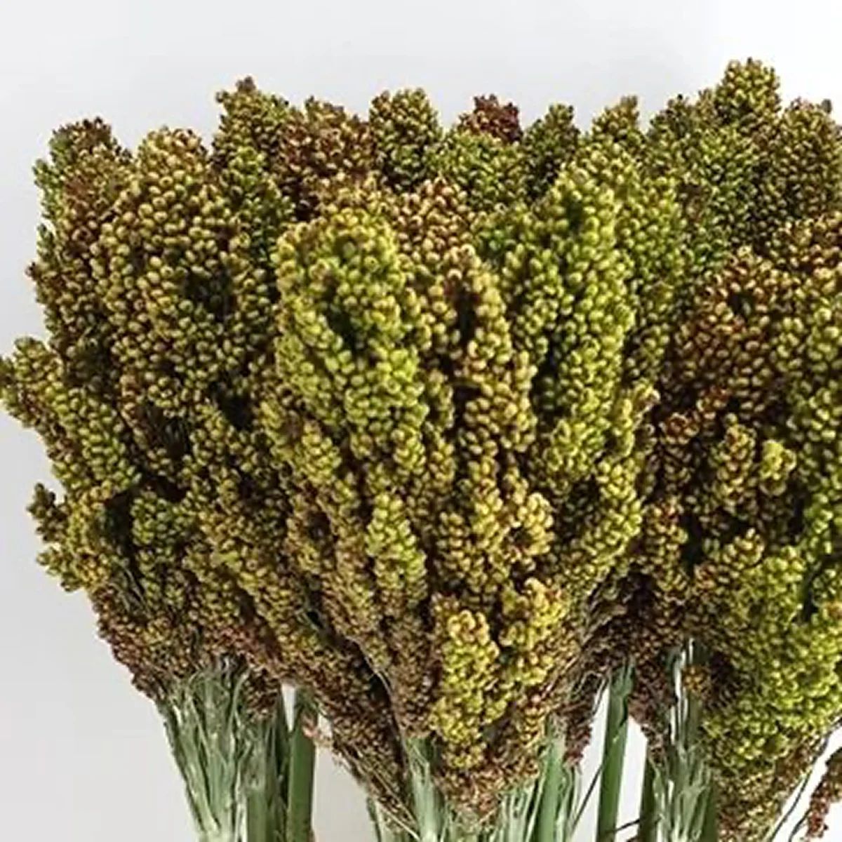 Сорго ‘Milaan Green’ (Sorghum nigricans)