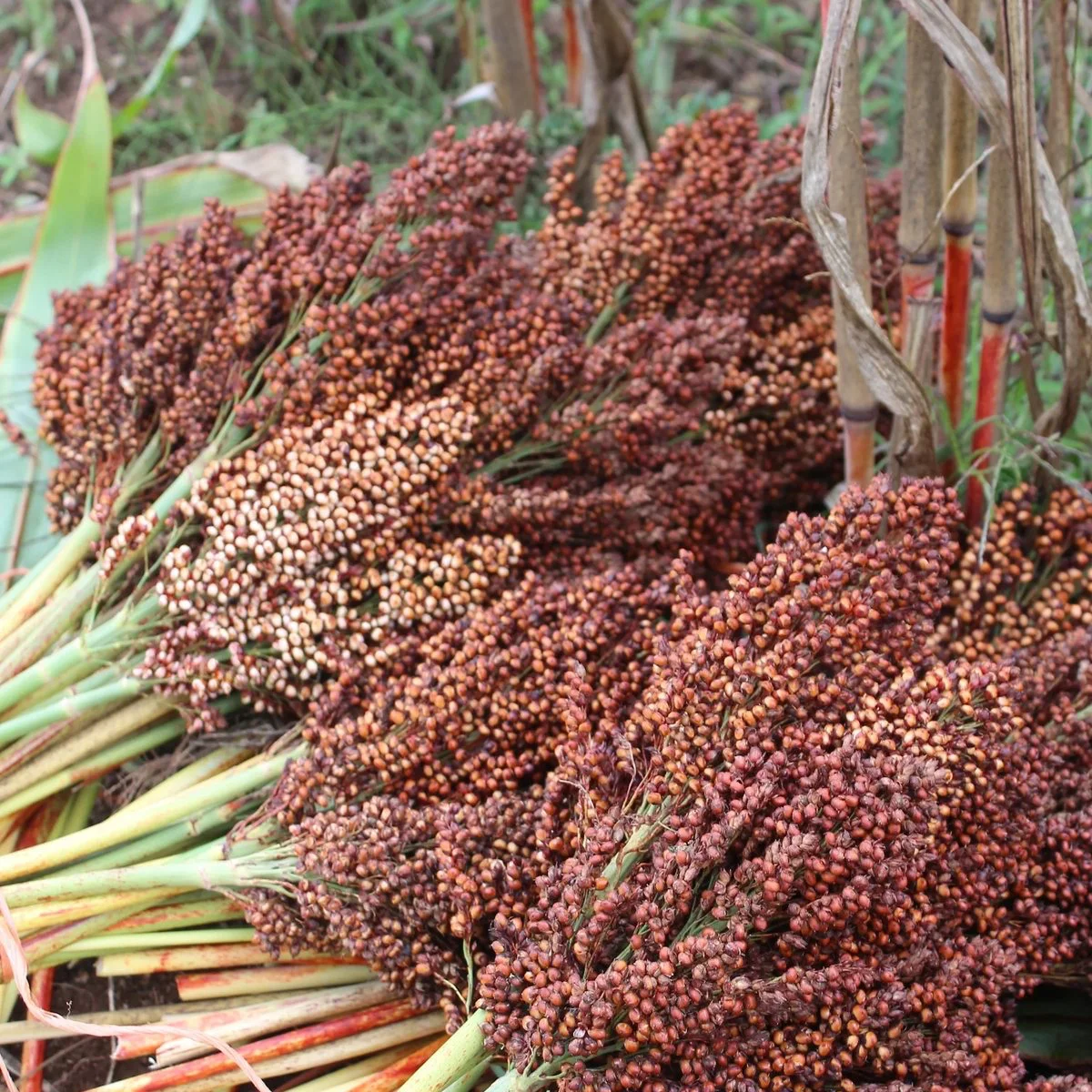 Сорго ‘Milaan Red’ (Sorghum nigricans)