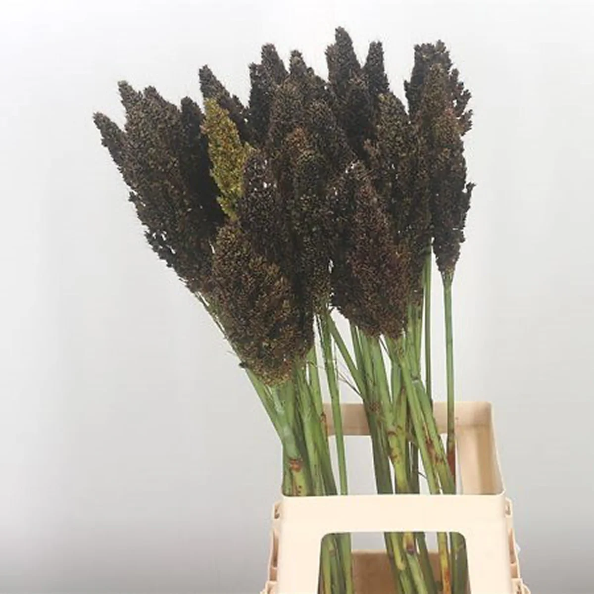 Сорго ‘Zebra Compact’ (Sorghum nigricans)