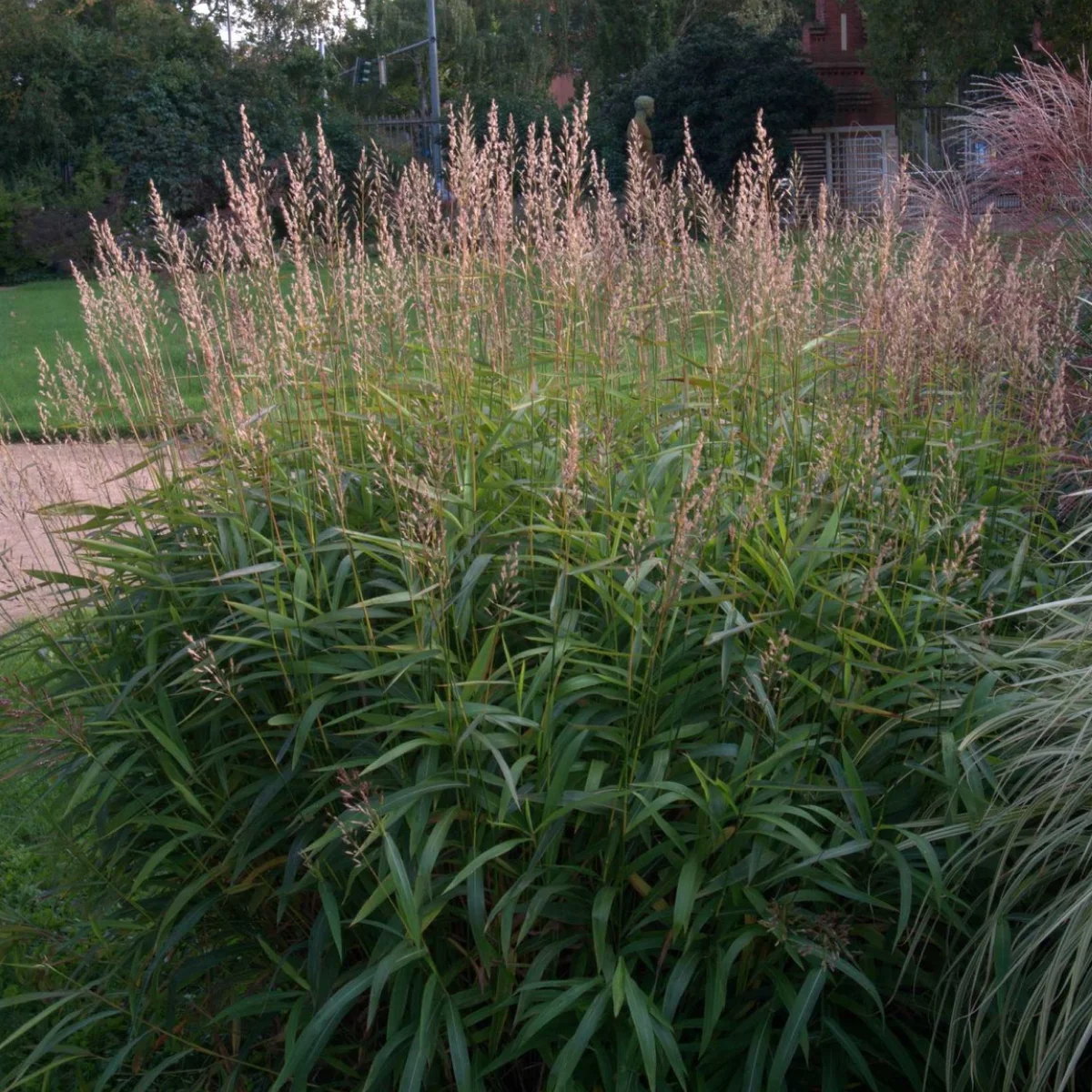 Сподіопогон сибірський (Spodiopogon sibiricus)