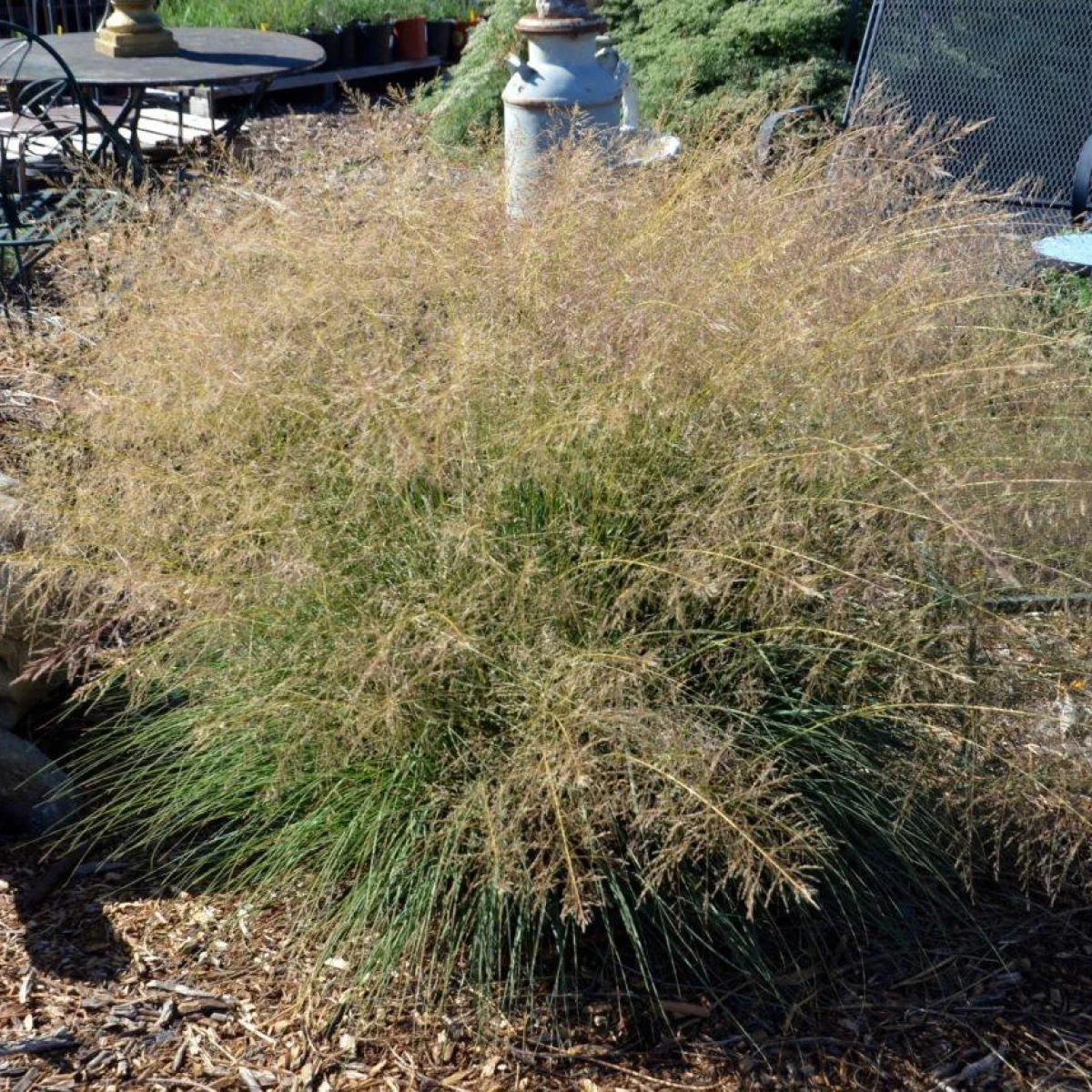 Спороболус ‘Alkali’ (Sporobolus airoides)