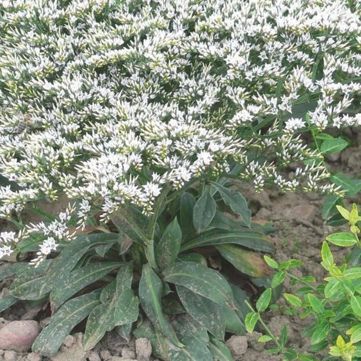 Statice tataricum ‘Woodcreek’