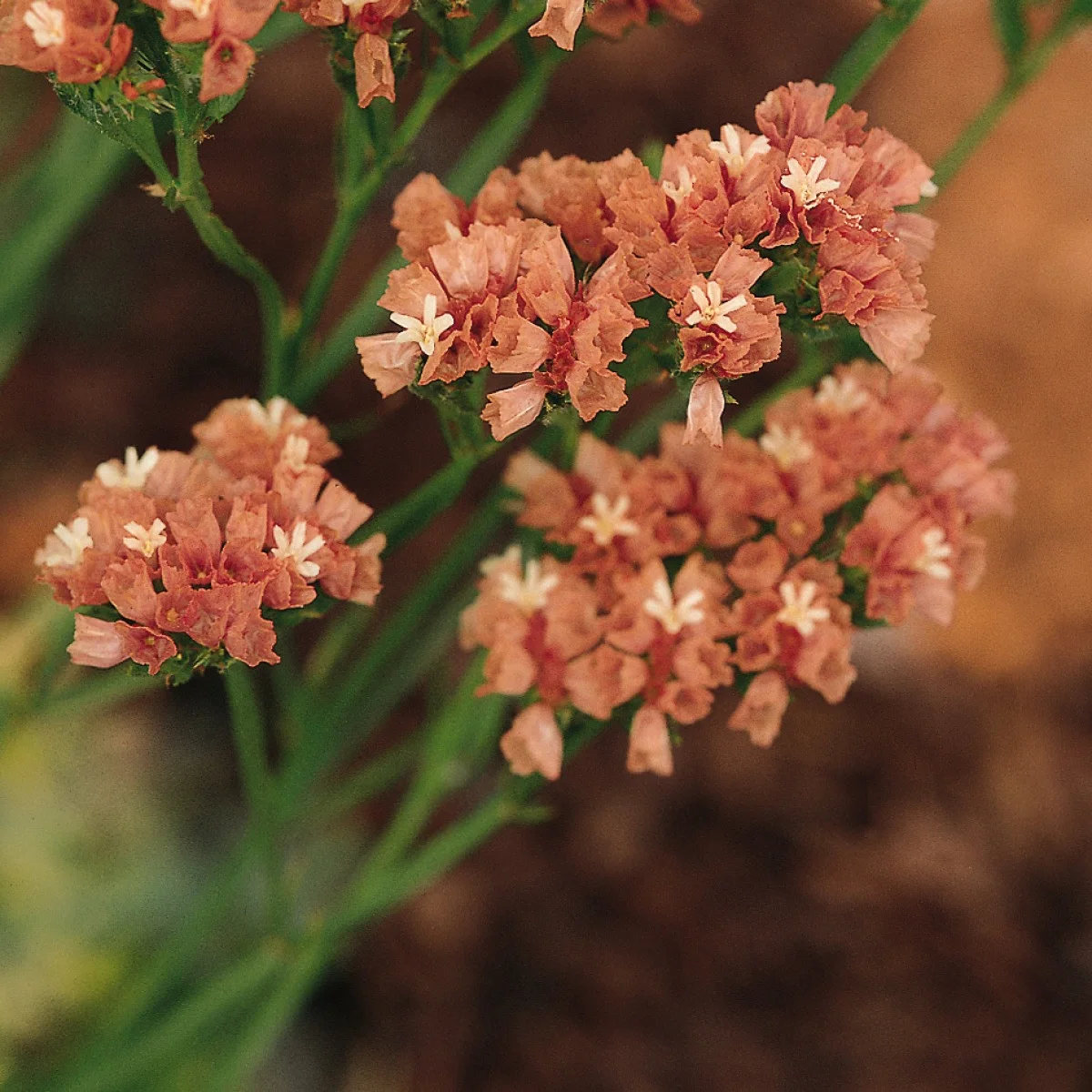 Статиця ‘QIS Apricot’ (Limonium sinuatum)