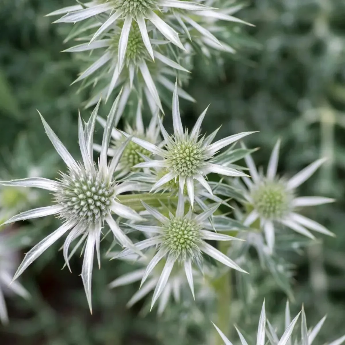 Синьоголовник плосколистий ‘Silver Salentino’ (Eryngium planum)