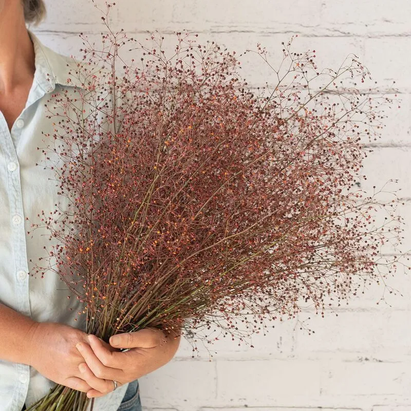 Талінум волотистий (Talinum paniculatum)