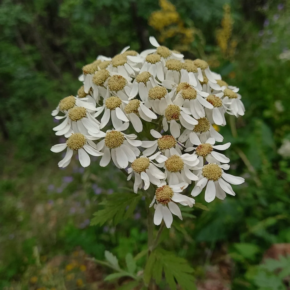 Tanacetum corymbosum