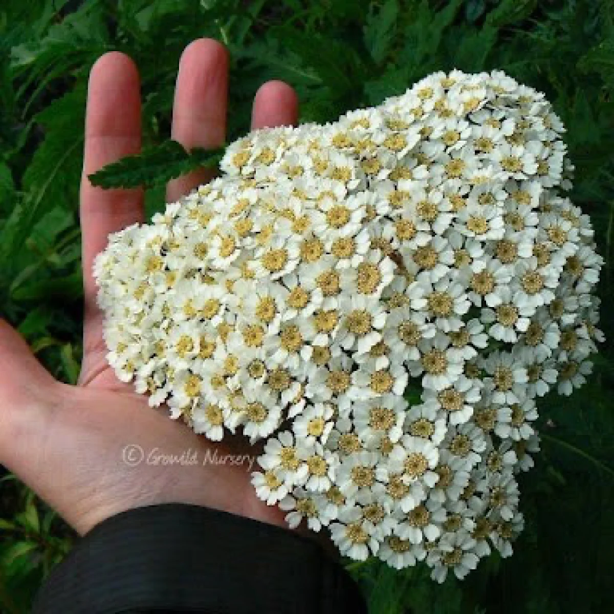 Tanacetum macrophyllum