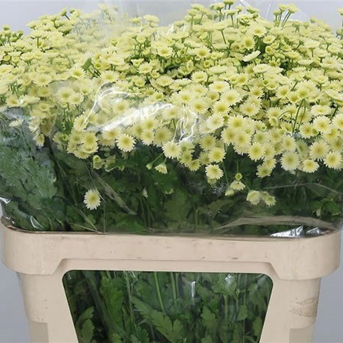 Tanacetum parthenium (Matricaria) ‘Orinoco’