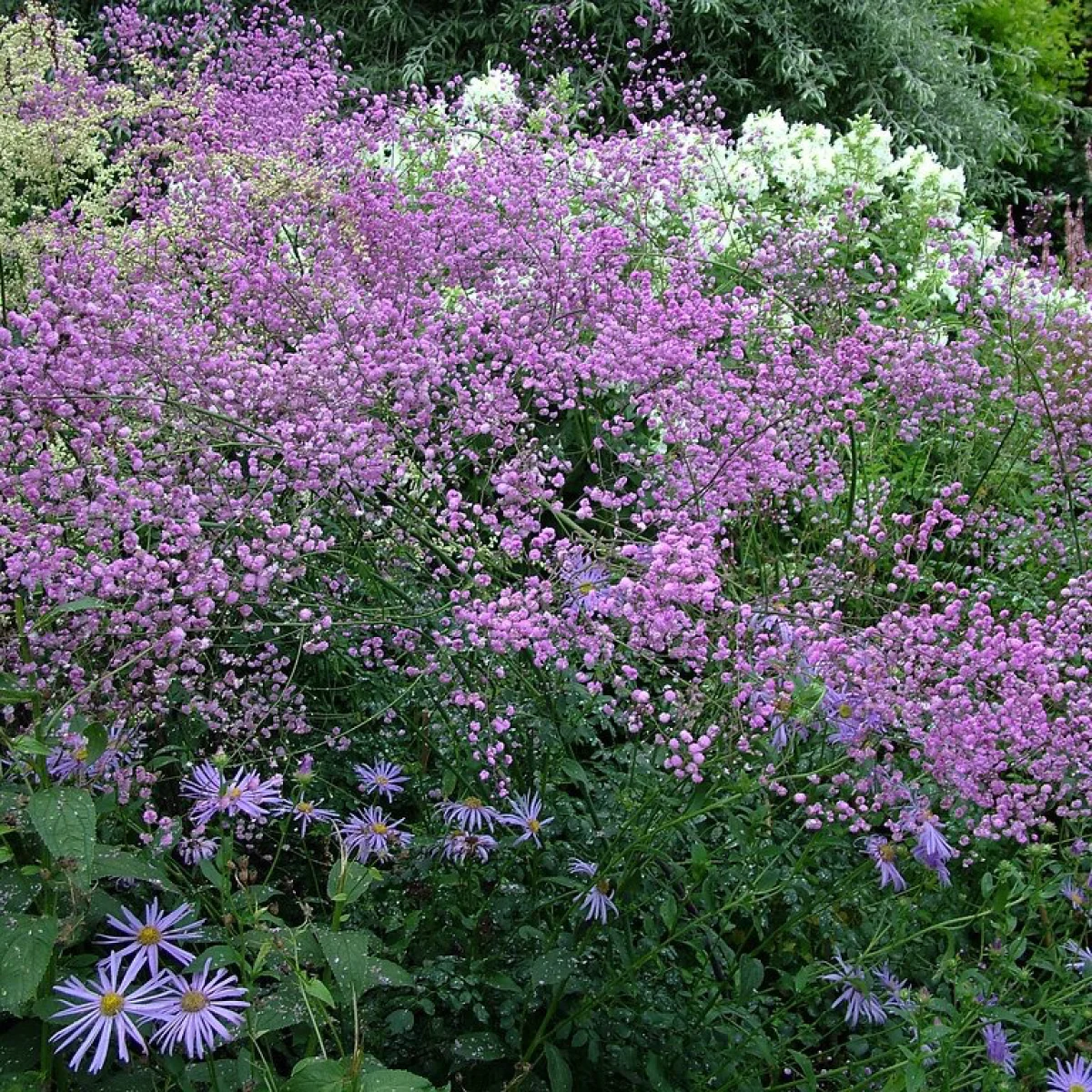 Thalictrum delavayi (Василистник Делавея)