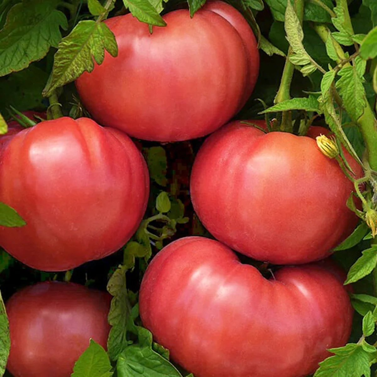 Томат Карлик ‘Dwarf Arctic Rose’ (Solanum lycopersicum)