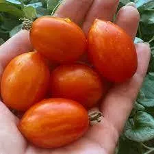 Томат Micro dwarf Laura (Micro dwarf Laura)