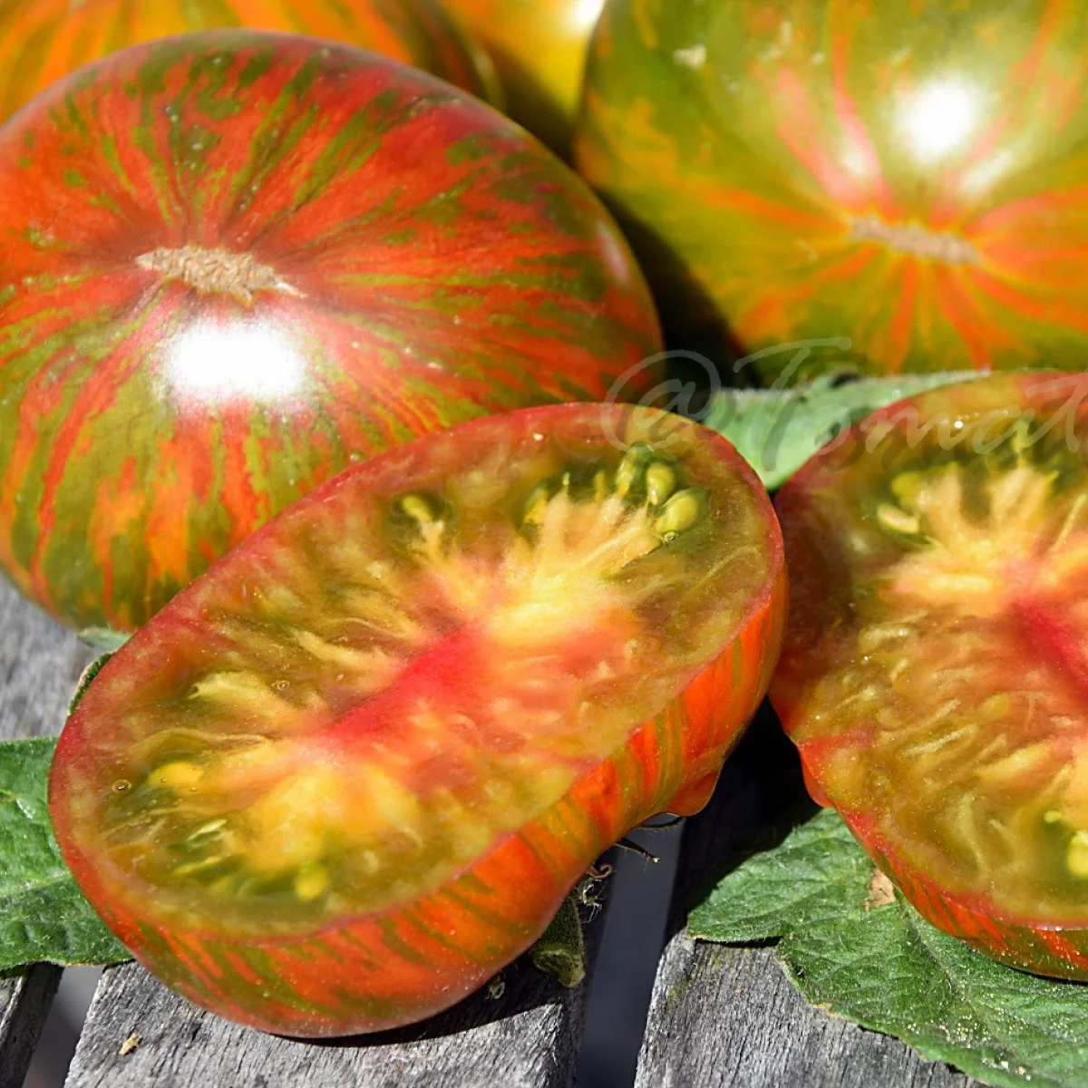 Томат низький ‘Aftershock Dwarf’ (Solanum lycopersicum)