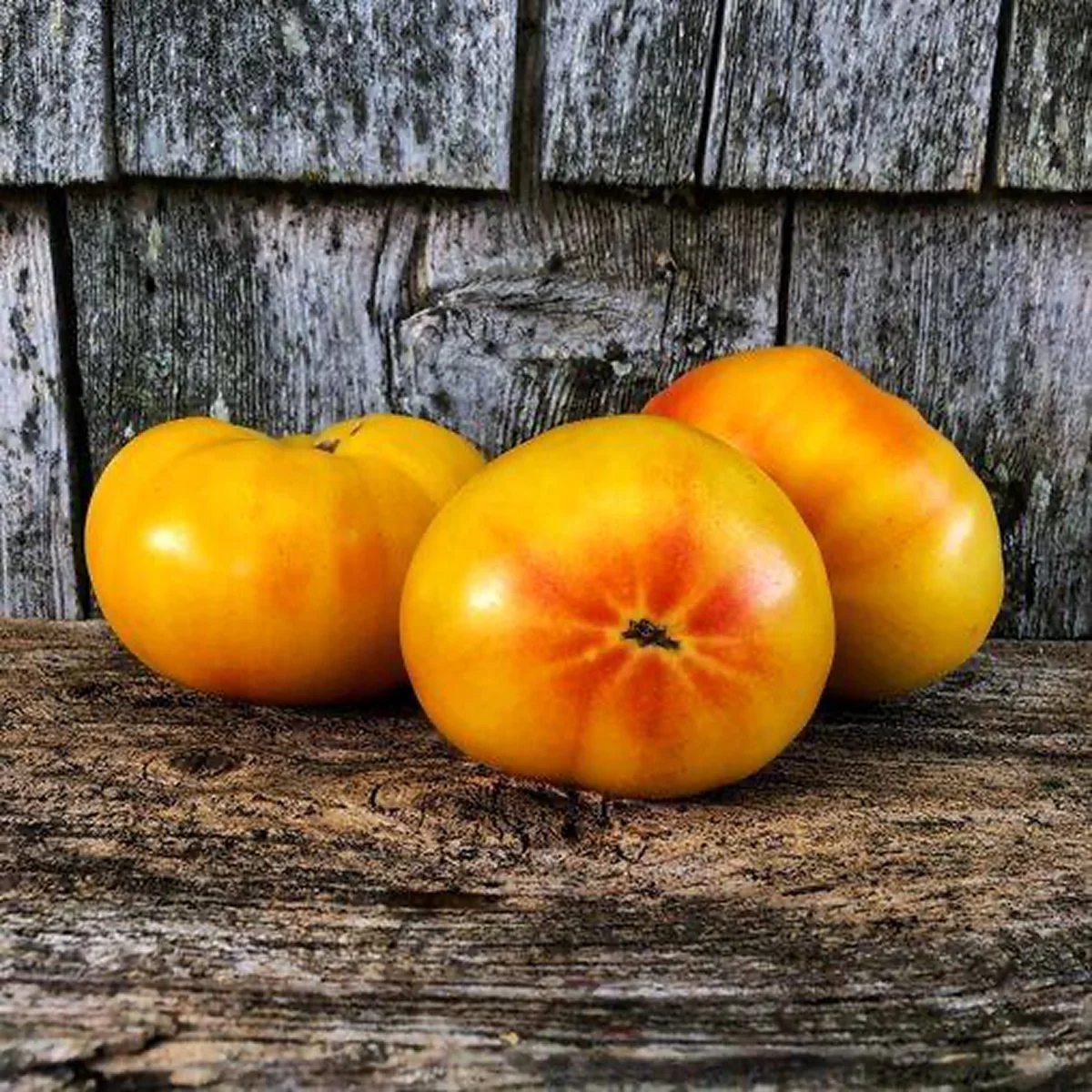 Томат низький ‘Autumn Queen Golden’ (Solanum lycopersicum)