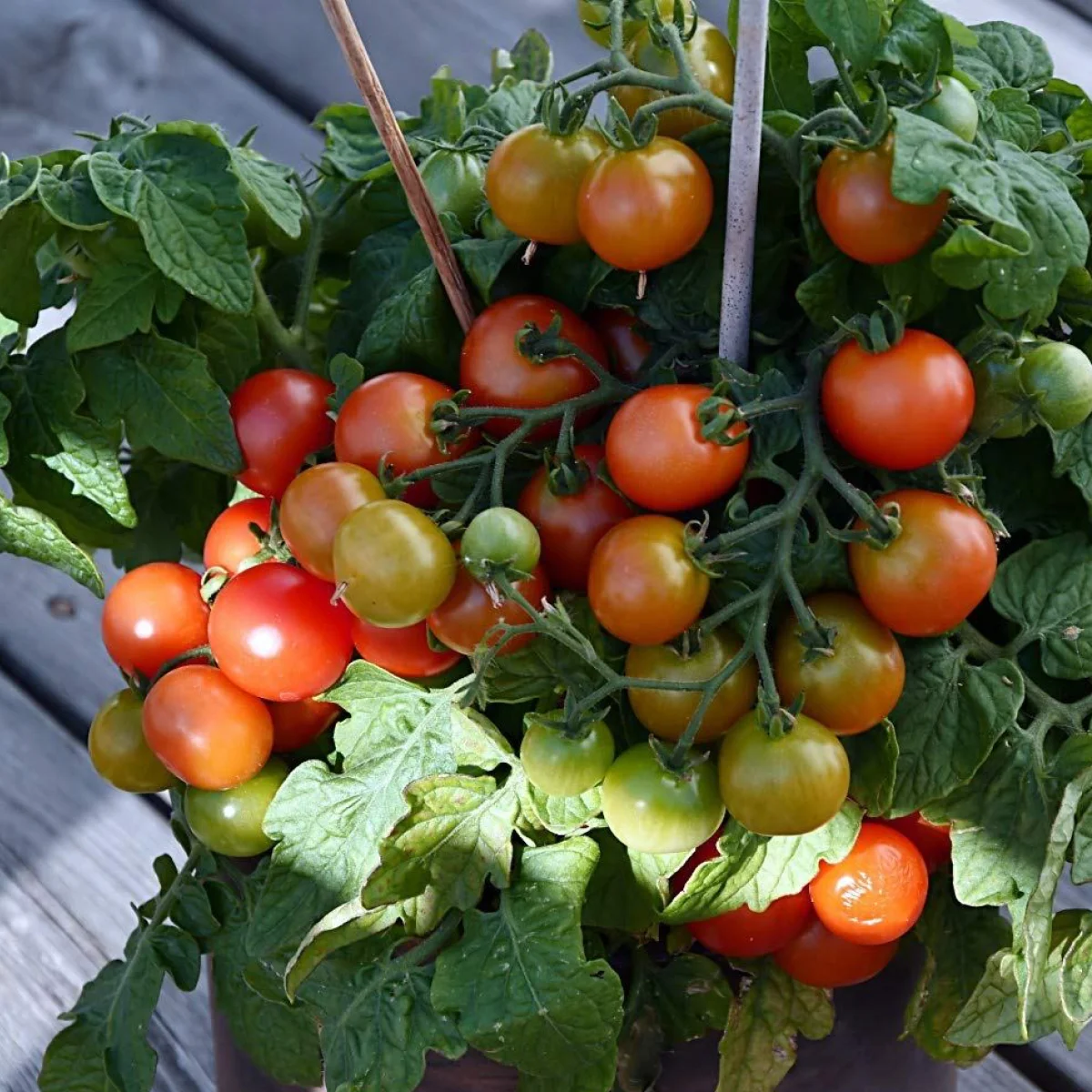 Томат низький ‘Birdie Rougemsc Micro Dwarf’ (Solanum lycopersicum)
