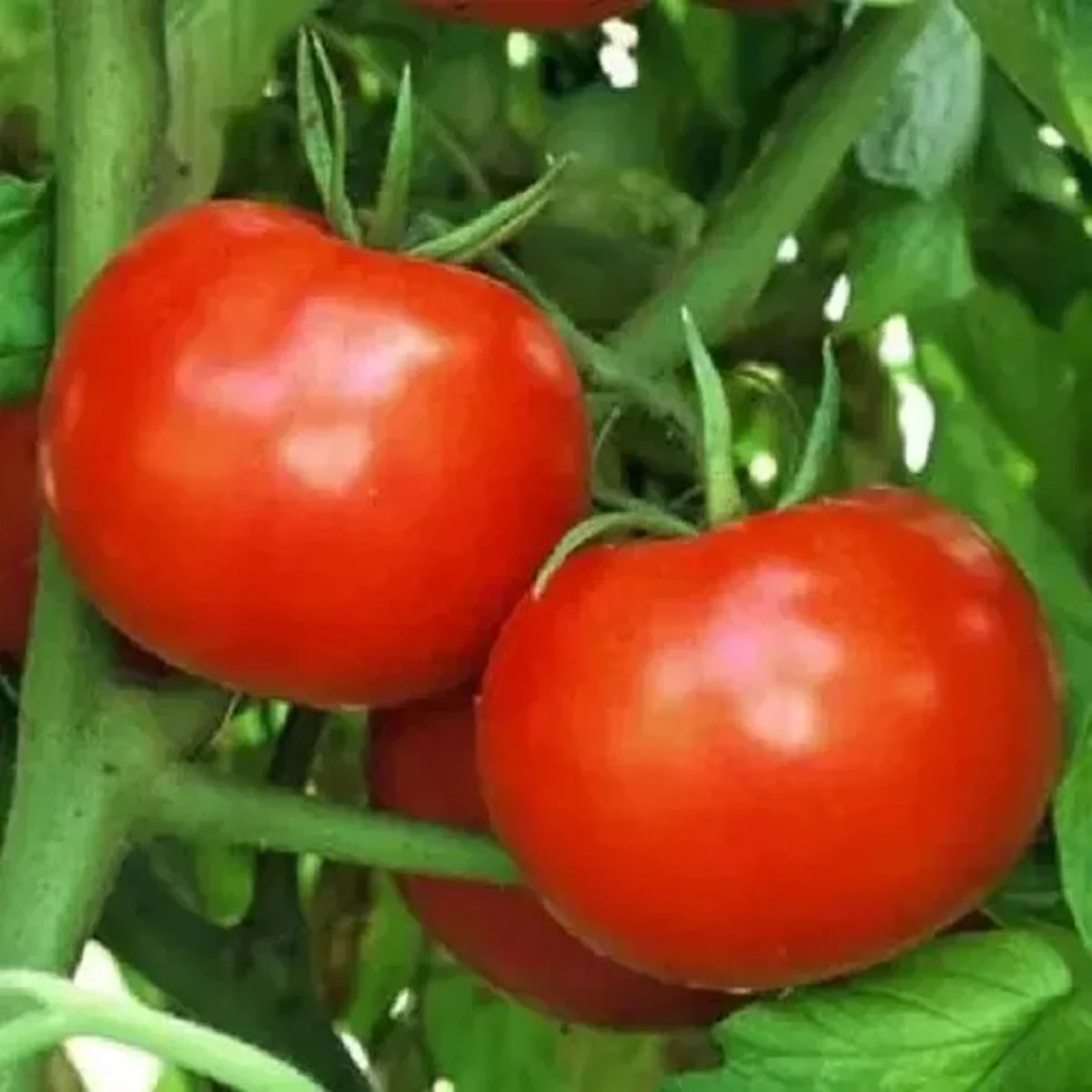 Томат низький ‘Canabec Rouge’ (Solanum lycopersicum)