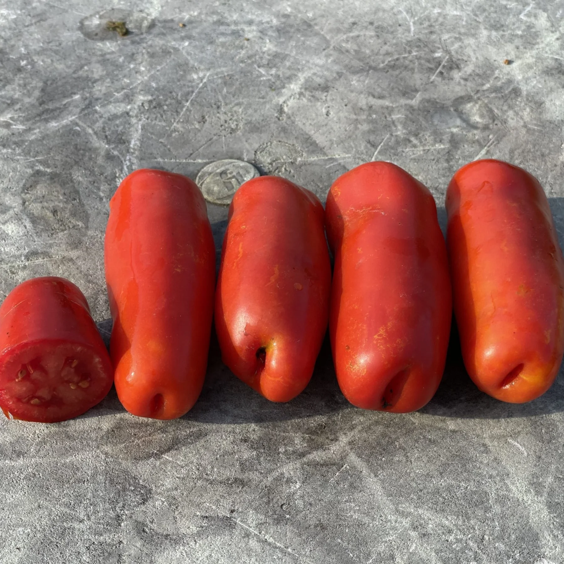 Томат низький ‘Дрова’ (Solanum lycopersicum)