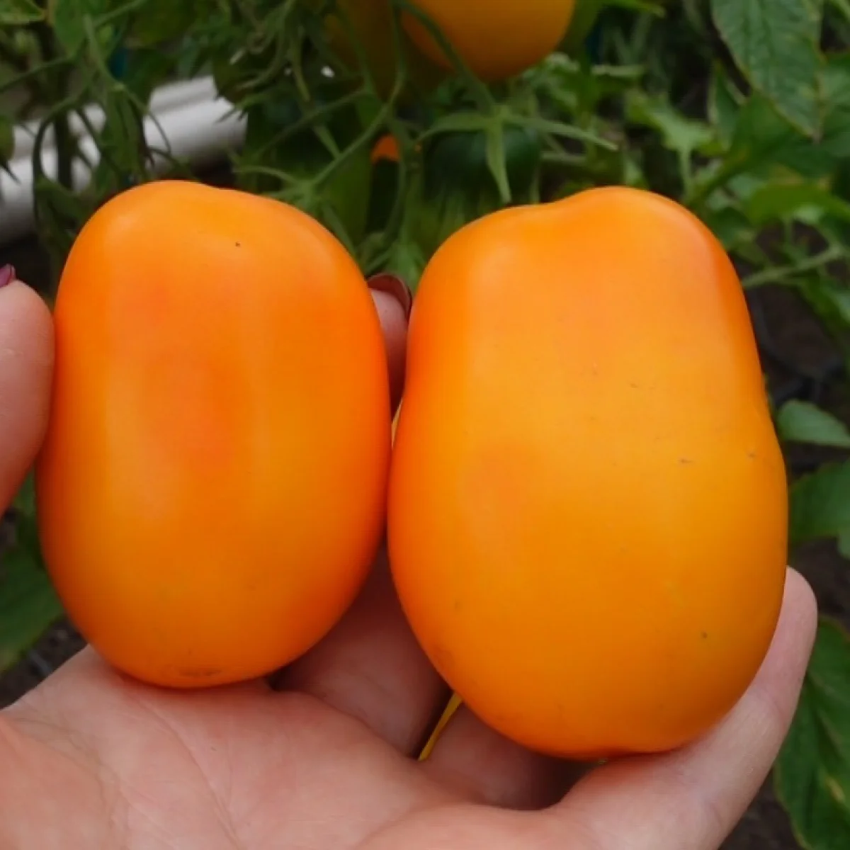 Томат низький ‘Dwarf Banana Toes’ (Solanum lycopersicum)