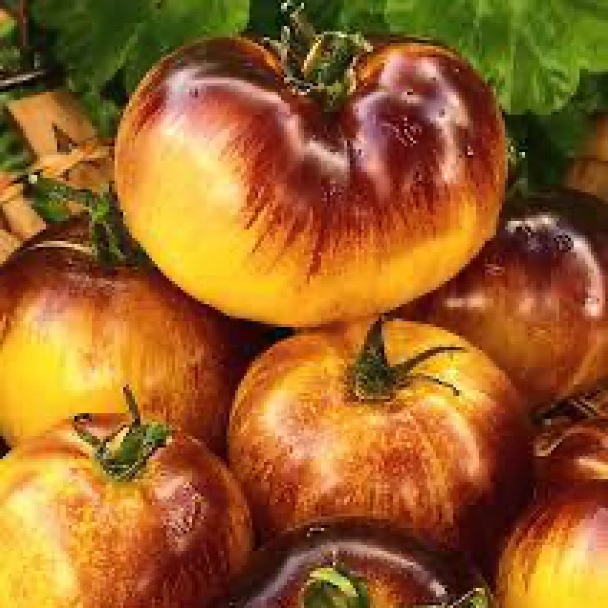 Томат низький ‘Dwarf Gondwana Moon’ (Solanum lycopersicum)