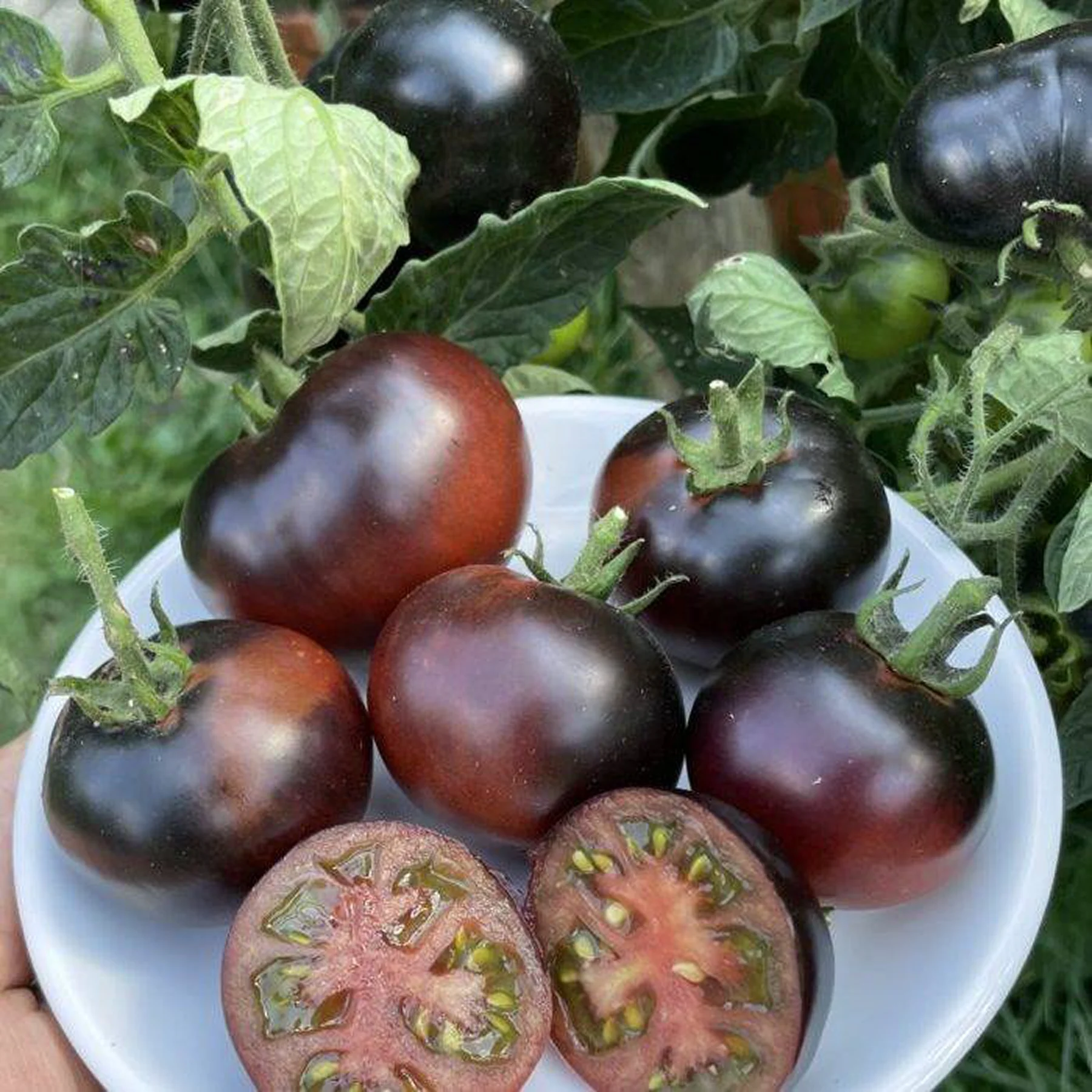 Томат низький ‘Dwarf Gondwana Thunder’ (Solanum lycopersicum)
