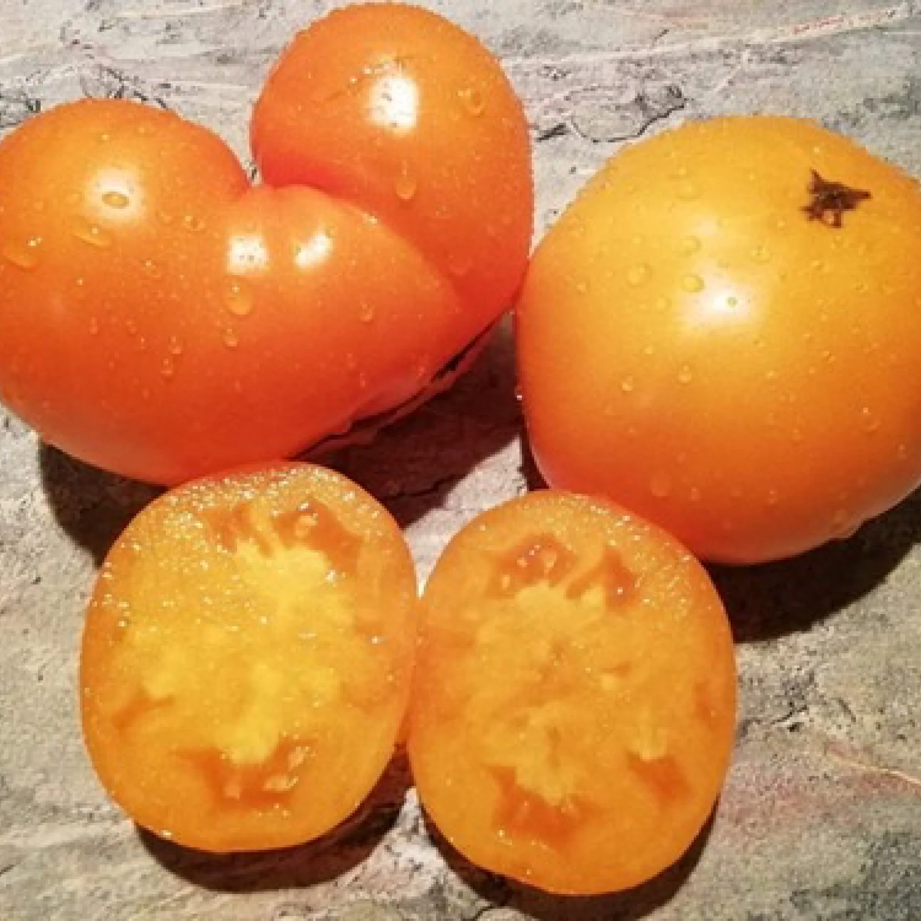 Томат низький ‘Dwarf HGO’ (Solanum lycopersicum)