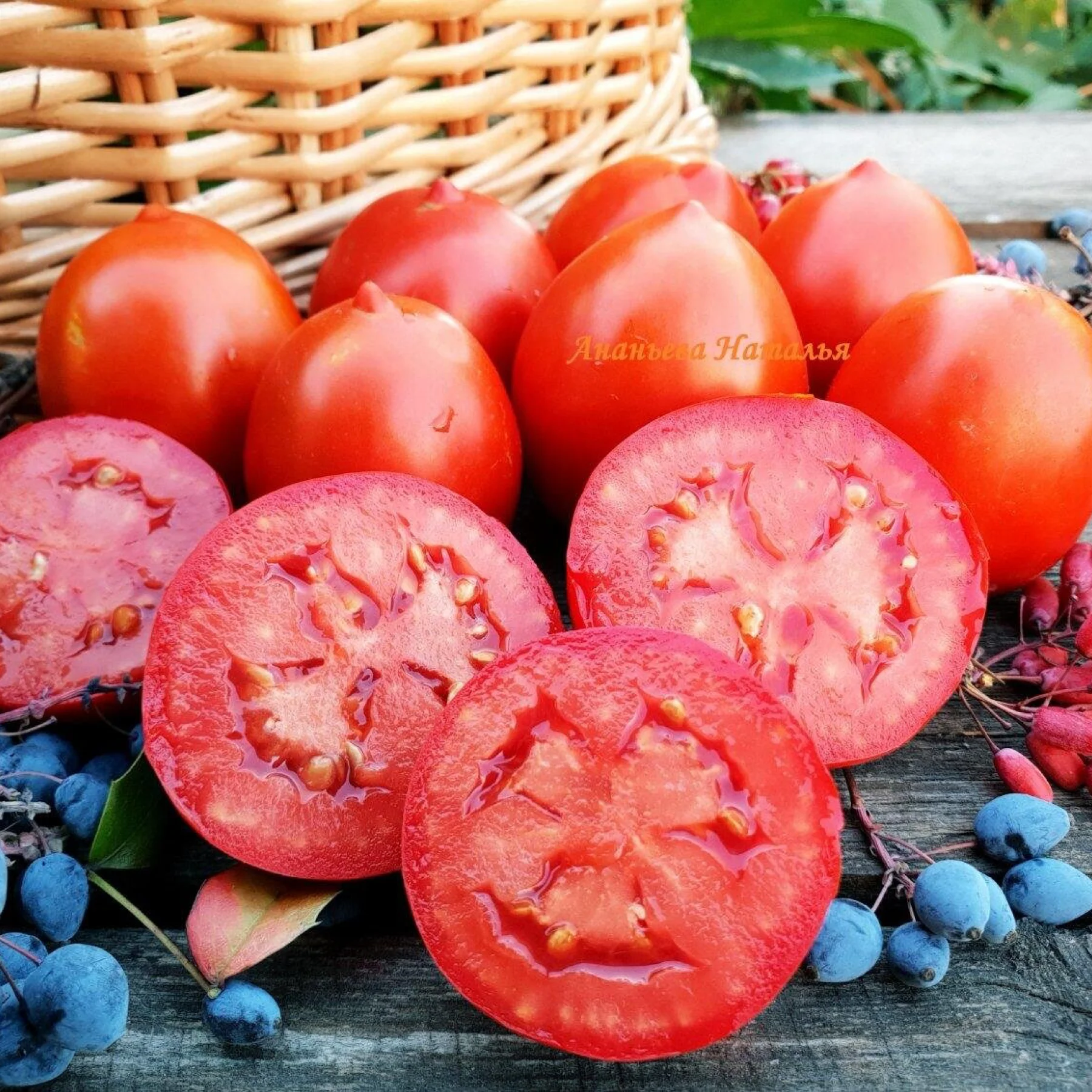 Томат низький ‘Курочка Несушка’ (Solanum lycopersicum)