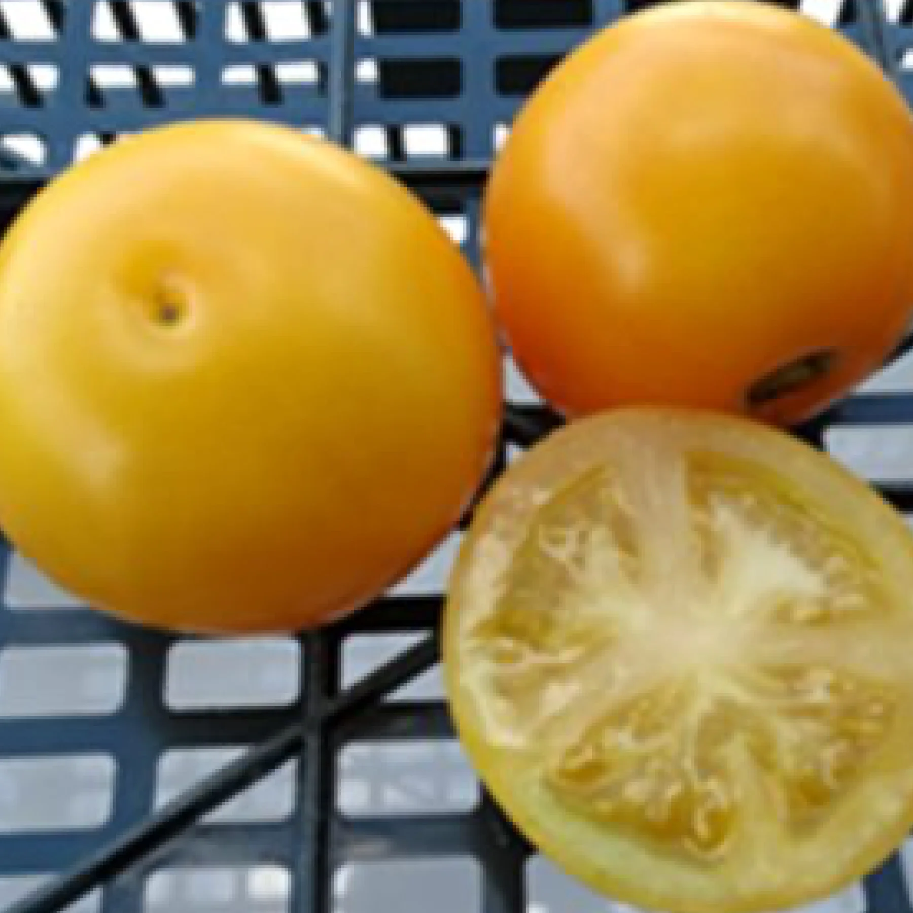 Томат низький ‘Пудівка Жовта’ (Solanum lycopersicum)