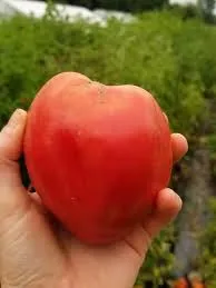 Томат високий ‘Anna Maria's Heart’ (Solanum lycopersicum)