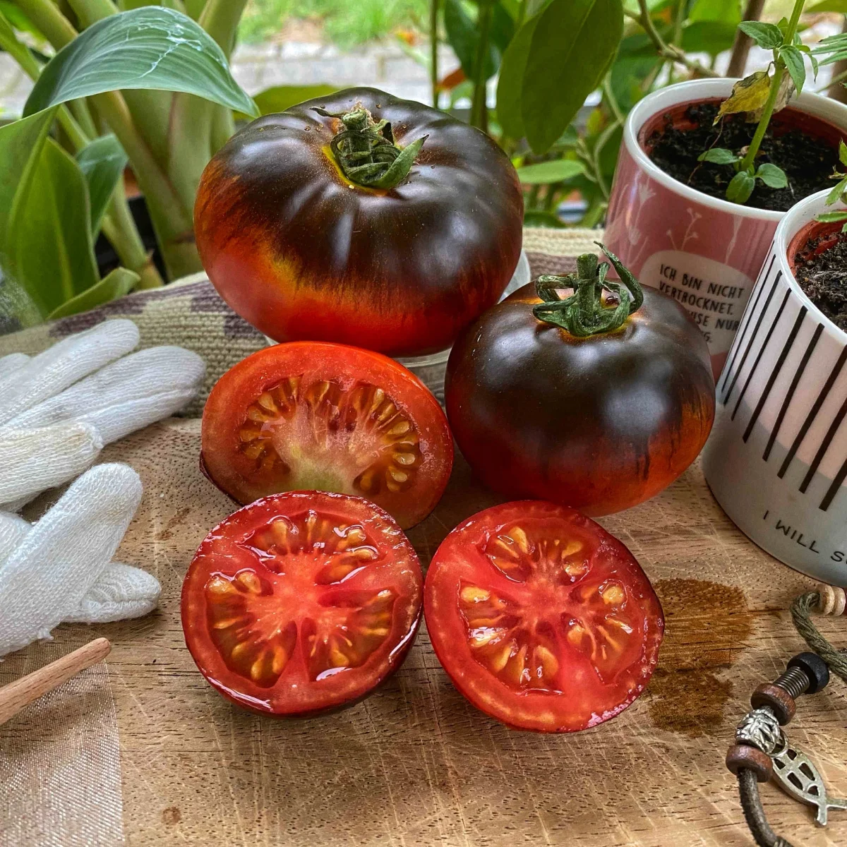 Томат високий ‘Beautiful Dreamer’ (Solanum lycopersicum)
