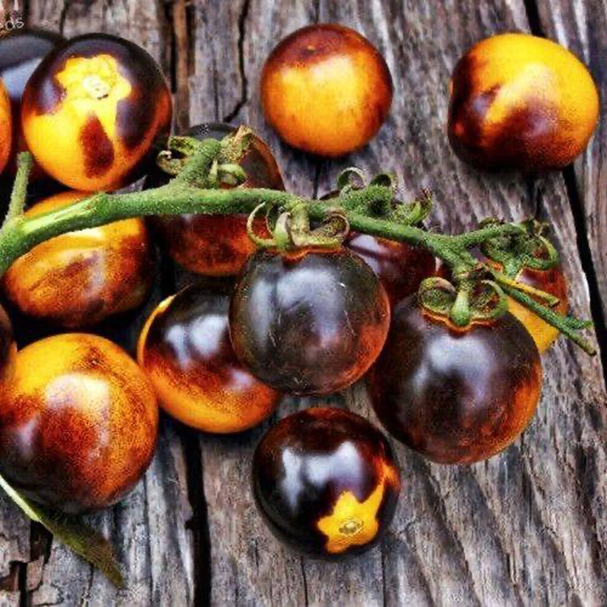 Томат високий ‘Bosque Blue Bumblebee’ (Solanum lycopersicum)