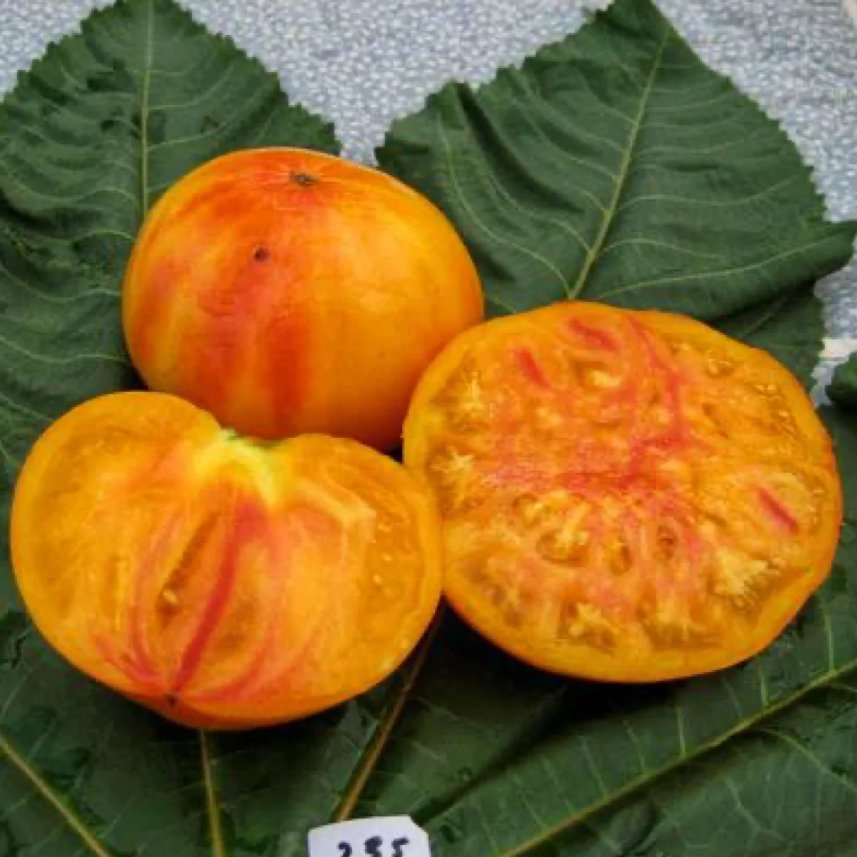 Томат високий ‘Candy Stripe’ (Solanum lycopersicum)
