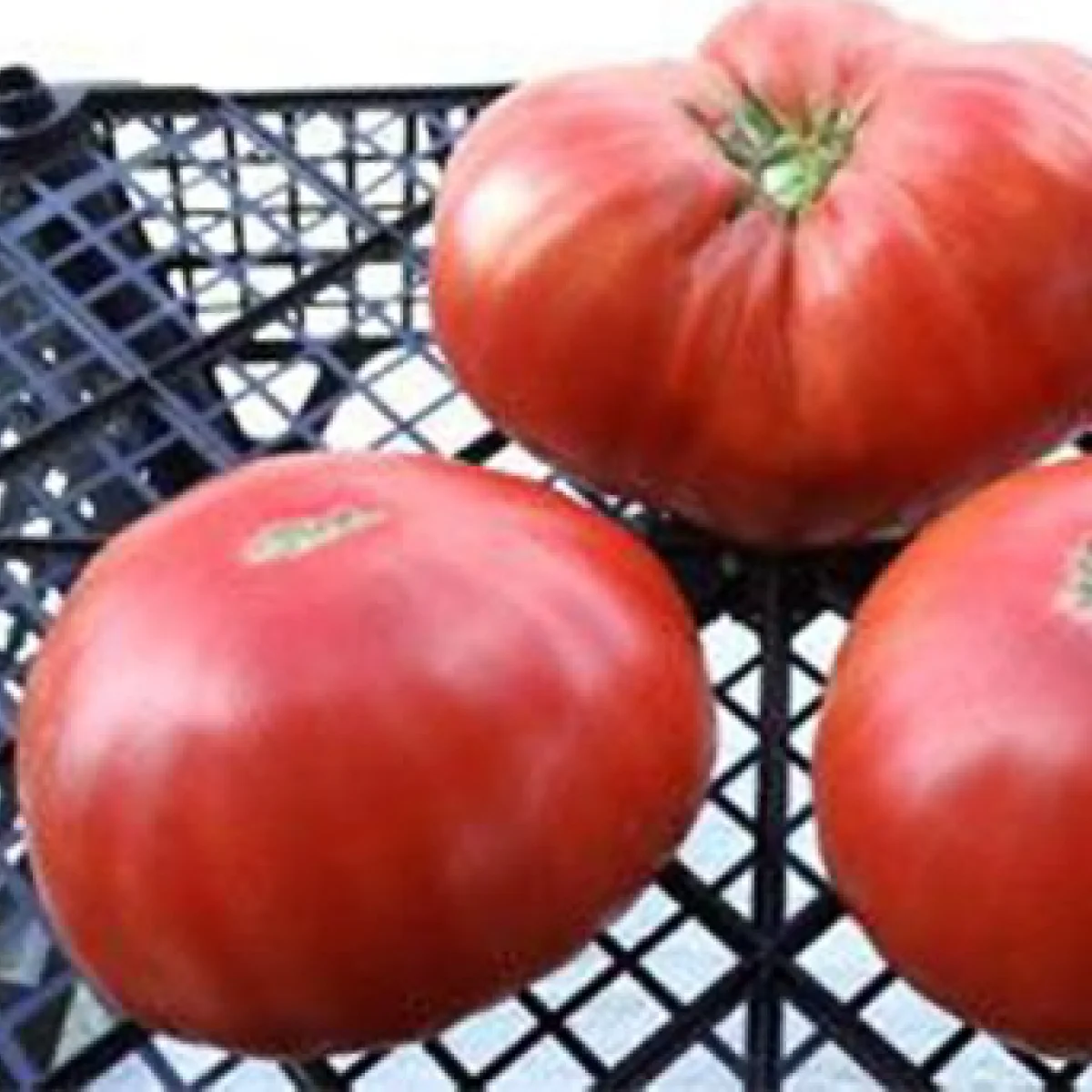 Томат високий ‘Chilo Della Garfagnana’ (Solanum lycopersicum)