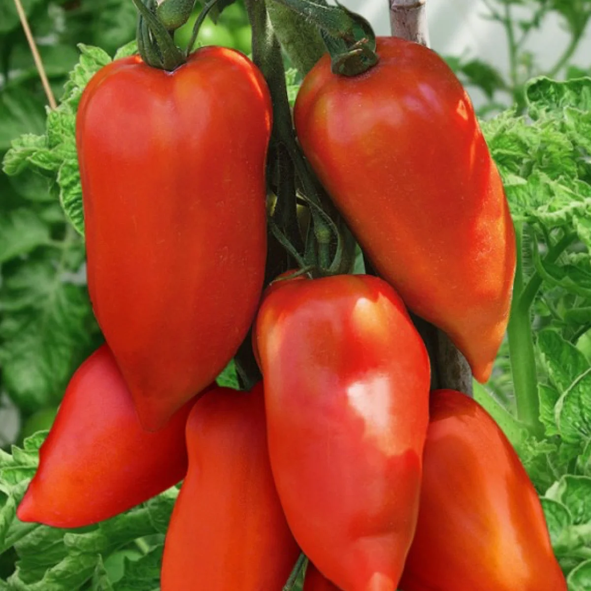 Томат високий ‘Cornabel F1’