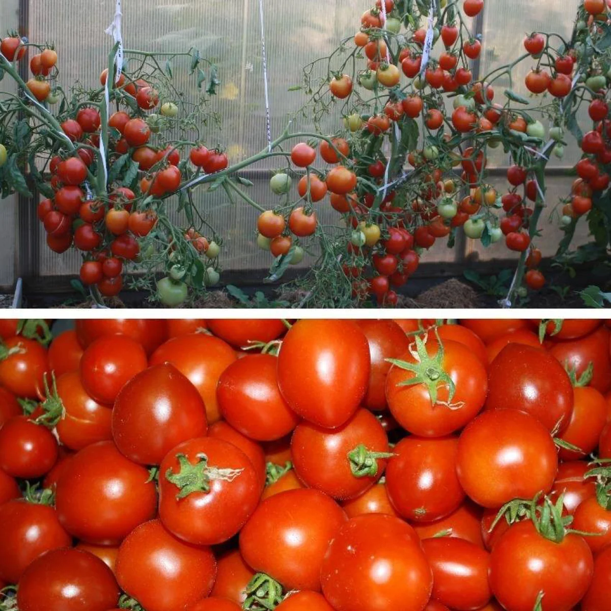 Томат ‘42 Days’ (Solanum lycopersicum)