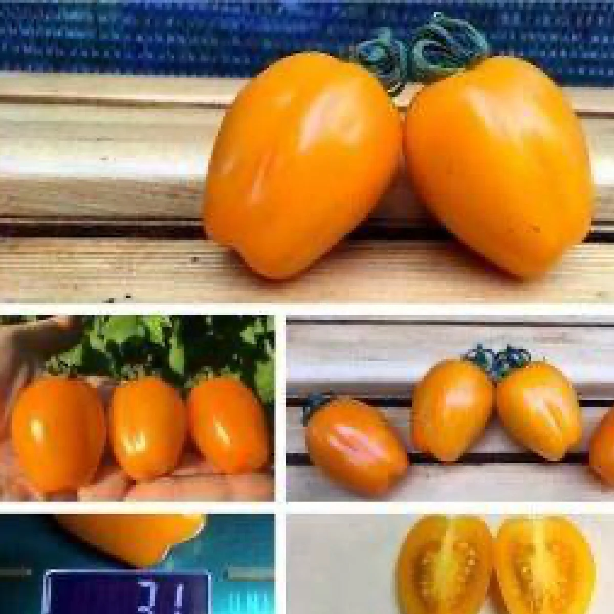 Томат ‘Accordion Cherry Yellow’ (Solanum lycopersicum)