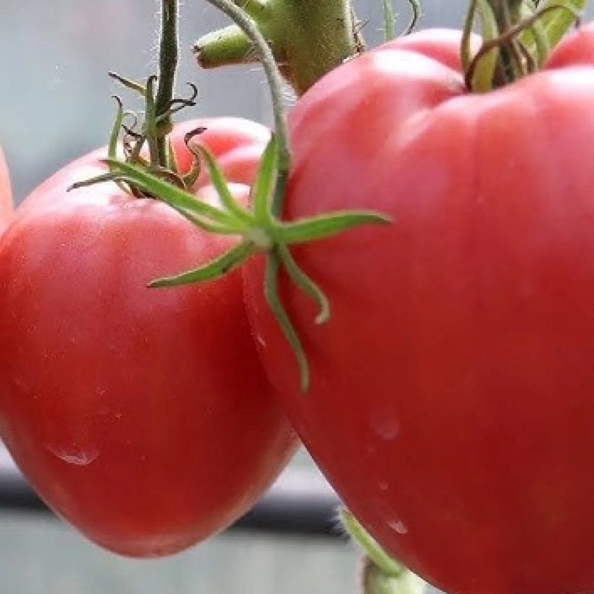 Томат ‘African Viking’ (Solanum lycopersicum)
