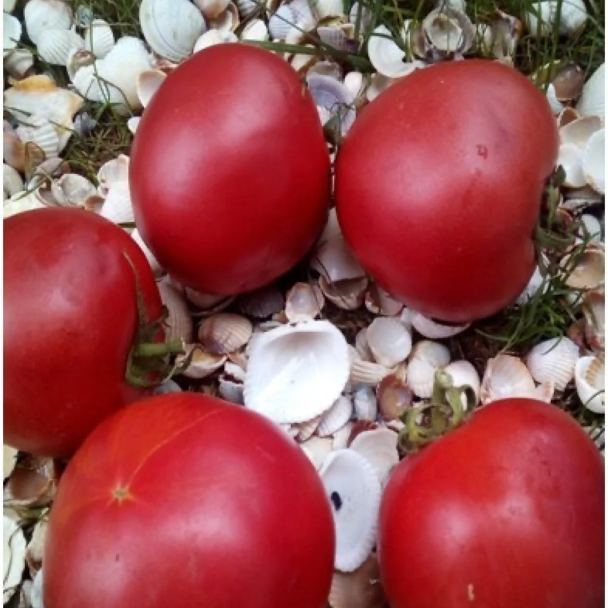 Томат ‘Alezi’ (Solanum lycopersicum)