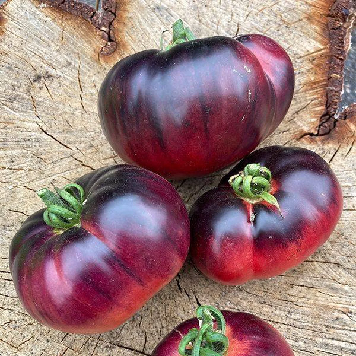 Томат ‘Amethyst Jewel’ (Solanum lycopersicum)