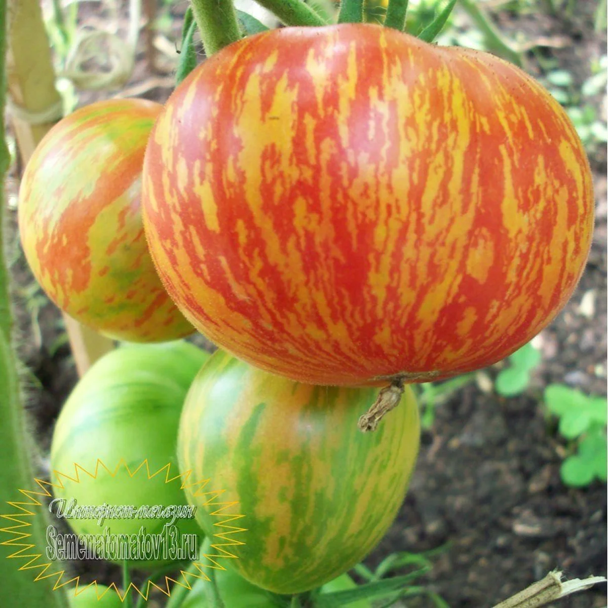 Томат ‘Apple Color’ (Solanum lycopersicum)