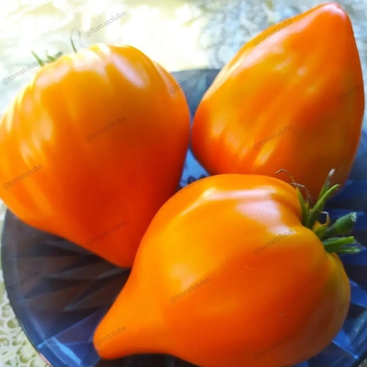 Томат ‘Argentynske Dyvo’ (Solanum lycopersicum)