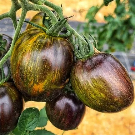 Томат ‘Atomic Fusion’ (Solanum lycopersicum)