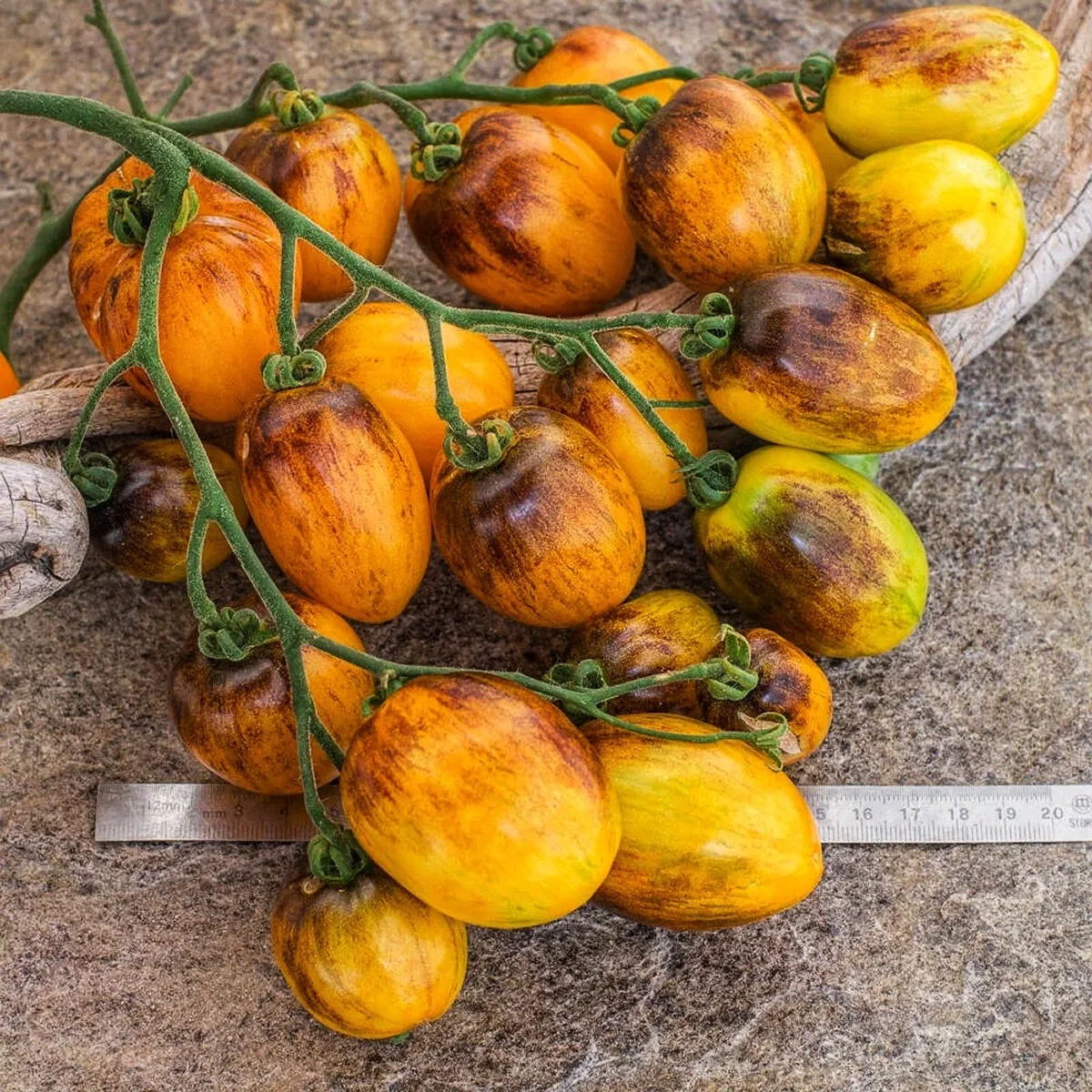 Томат ‘Atomic Sunset’ (Solanum lycopersicum)