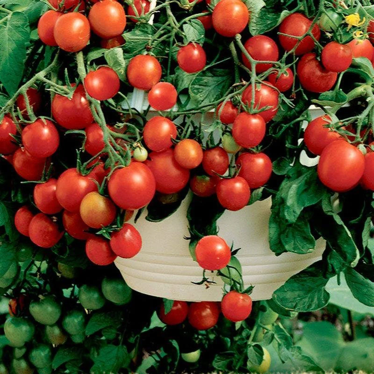 Томат ‘Bajaja’ (Solanum lycopersicum)