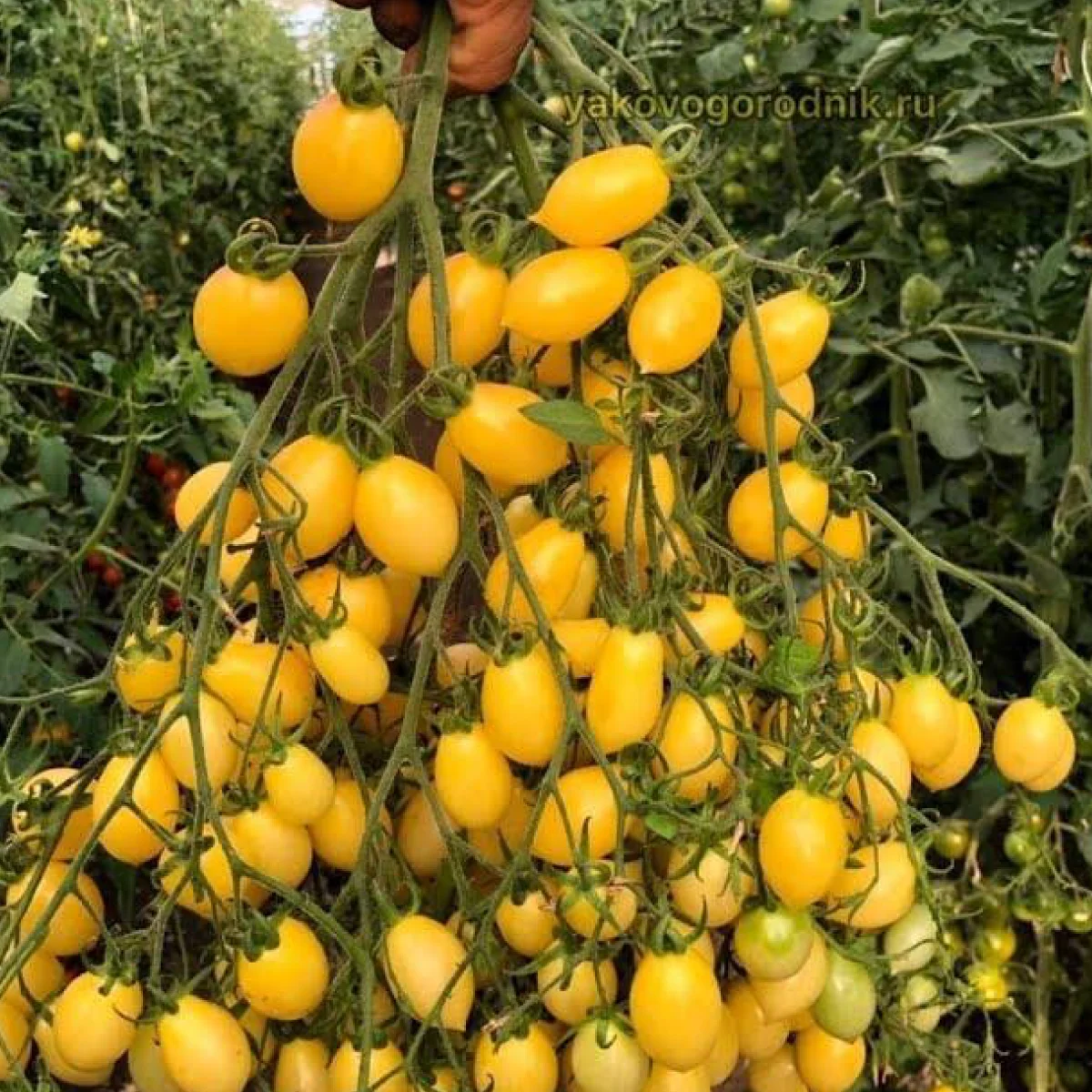 Томат ‘Barry’s Crazy Cherry’ (Solanum lycopersicum)