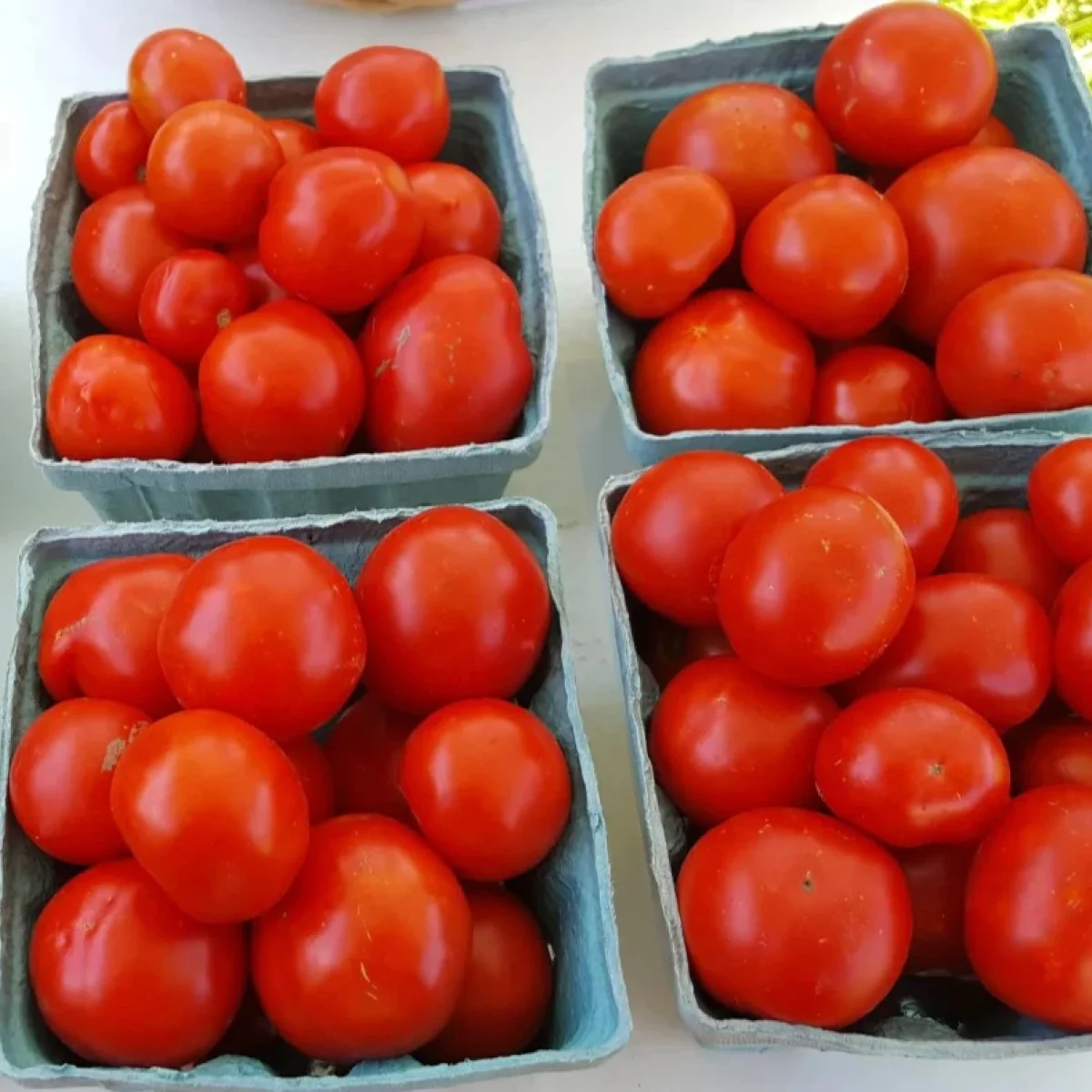 Томат ‘Belarusian Early’ (Solanum lycopersicum)
