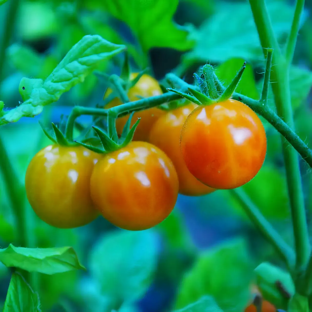 Томат ‘Bi-Color Cherry’ (Solanum lycopersicum)