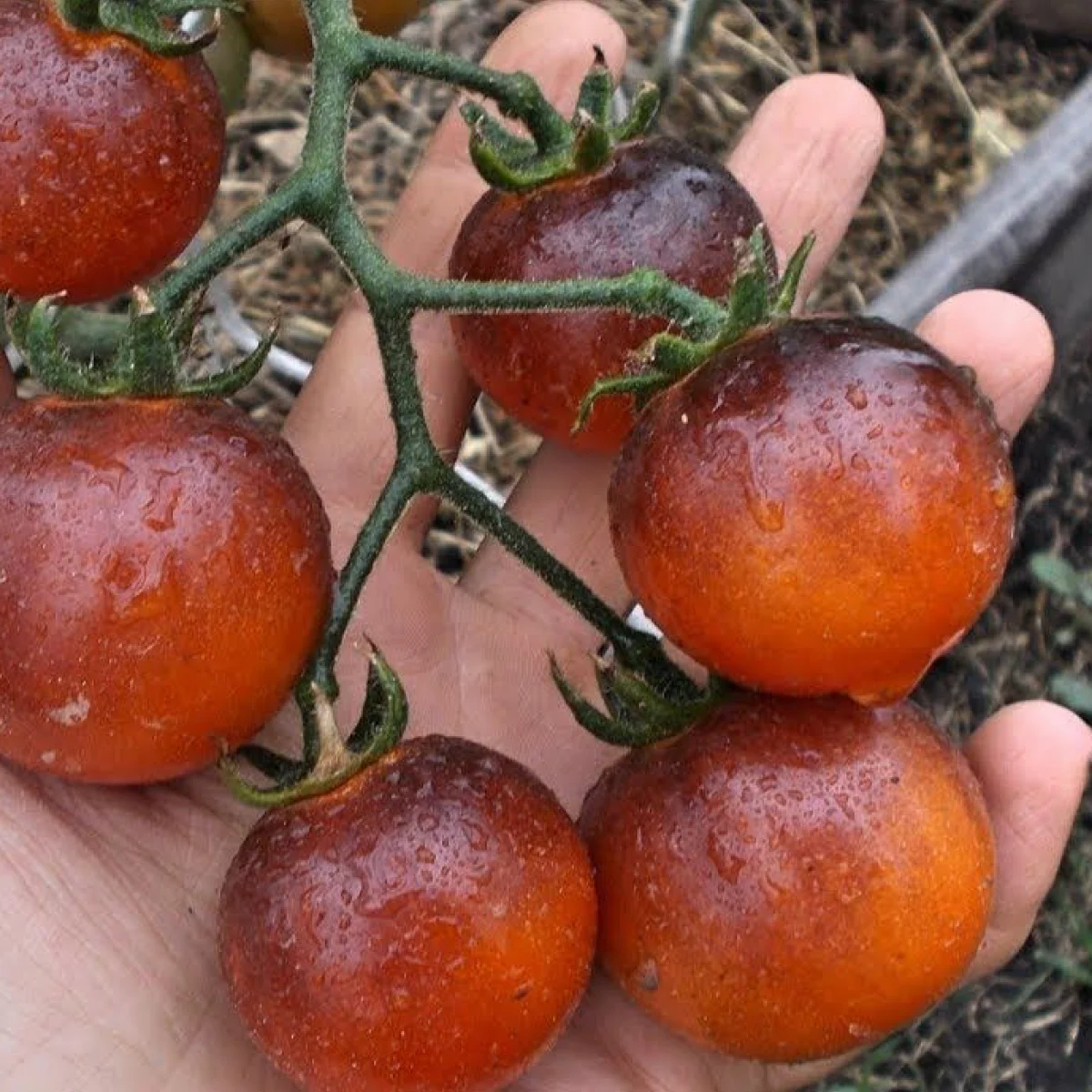 Томат ‘Bing Cherry’ (Solanum lycopersicum)
